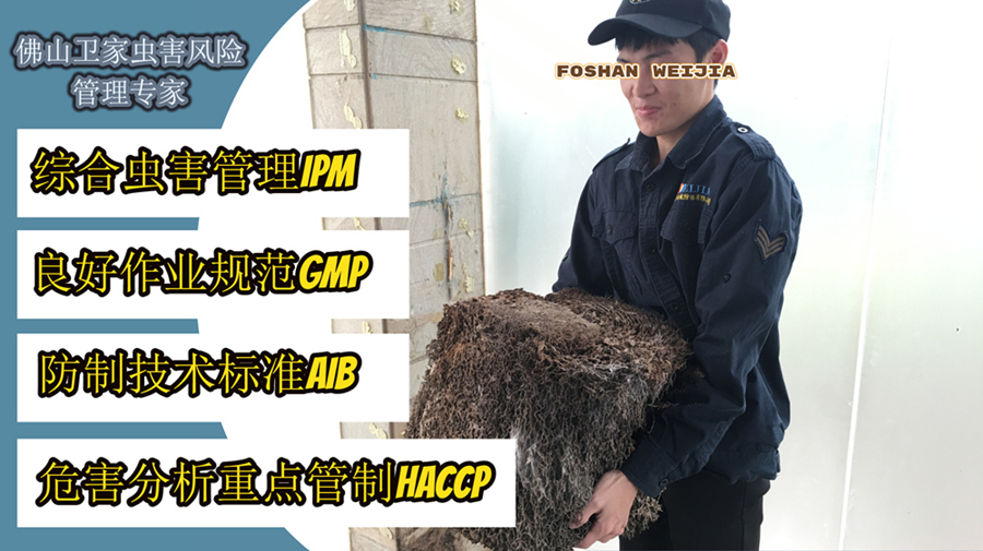 乐从白蚁防治所 专业灭治白蚁，守护家居安全
