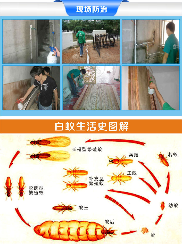 长宁区白蚁防治中心 专业守护家园，远离白蚁侵扰