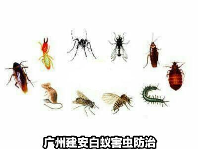 番禺专业上门灭白蚁,灭害虫
